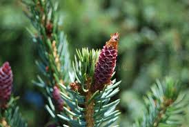 Attēlu rezultāti vaicājumam “Picea abies fruit”