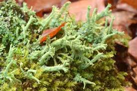 Attēlu rezultāti vaicājumam “Cladonia ramulosa”