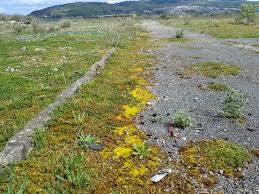 Attēlu rezultāti vaicājumam “Tortella inclinata”