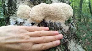 Attēlu rezultāti vaicājumam “Fuligo candida f. persicum spores”