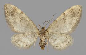 Attēlu rezultāti vaicājumam “Eupithecia lanceata”