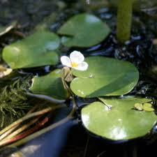 Attēlu rezultāti vaicājumam “Hydrocharis morsus-ranae leaf”
