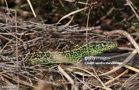 Attēlu rezultāti vaicājumam “Lacerta agilis male”