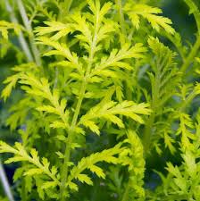 Attēlu rezultāti vaicājumam “Tanacetum vulgare leaf”