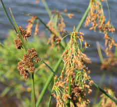 Attēlu rezultāti vaicājumam “Schoenoplectus lacustris subsp. glaucus bud”