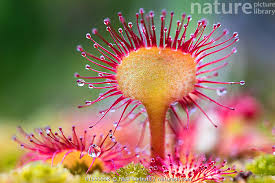 Attēlu rezultāti vaicājumam “Drosera rotundifolia leaf”