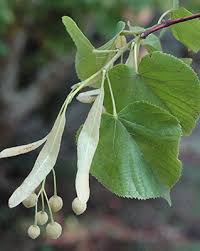 Attēlu rezultāti vaicājumam “Listera cordata fruit”