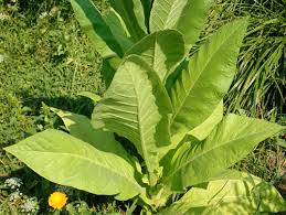 Attēlu rezultāti vaicājumam “Nicotiana tabacum leaf”