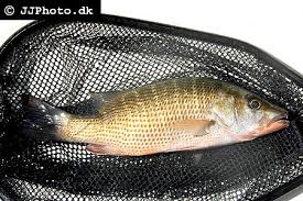 Image result for Lutjanus cyanopterus