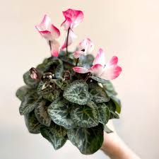 Image result for Cyclamen persicum
