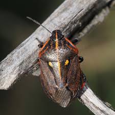 Attēlu rezultāti vaicājumam “Jalla dumosa”