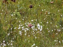 Attēlu rezultāti vaicājumam “Trichophorum alpinum fruit”