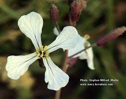 Attēlu rezultāti vaicājumam “Raphanus raphanistrum flower”