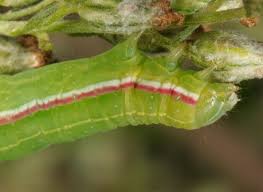 Attēlu rezultāti vaicājumam “Eucarta virgo”