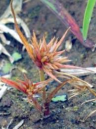 Attēlu rezultāti vaicājumam “Juncus capitatus fruit”