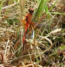 Attēlu rezultāti vaicājumam “Sympetrum flaveolum”