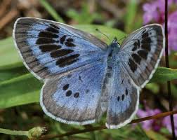 Attēlu rezultāti vaicājumam “Phengaris arion upperside”