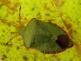 Attēlu rezultāti vaicājumam “Palomena prasina imago”