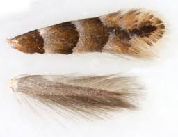 Attēlu rezultāti vaicājumam “Phyllonorycter nicellii”