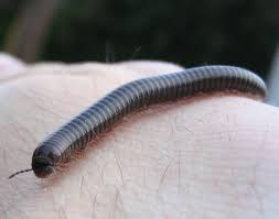 Attēlu rezultāti vaicājumam “Dasytes caeruleus imago”