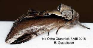 Attēlu rezultāti vaicājumam “Pheosia tremula”