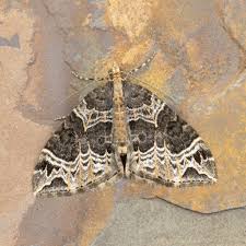 Attēlu rezultāti vaicājumam “Ecliptopera silaceata”