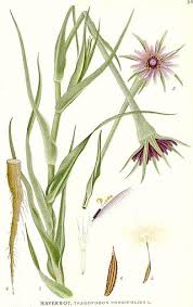 Attēlu rezultāti vaicājumam “Tragopogon heterospermus”