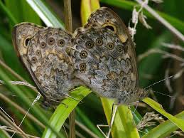 Attēlu rezultāti vaicājumam “Lasiommata megera underside”