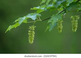 Attēlu rezultāti vaicājumam “Acer pseudoplatanus flower”