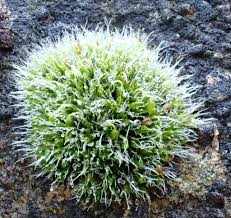 Attēlu rezultāti vaicājumam “Grimmia pulvinata sporophyte”