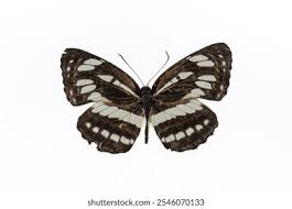 Attēlu rezultāti vaicājumam “Araschnia levana upperside”