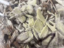 Attēlu rezultāti vaicājumam “Antrodia xantha”