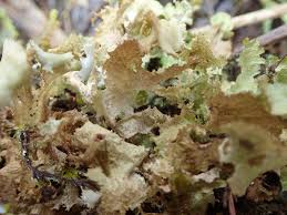 Attēlu rezultāti vaicājumam “Platismatia glauca”