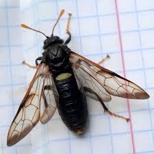 Attēlu rezultāti vaicājumam “Cimbex femoratus”