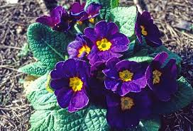 Attēlu rezultāti vaicājumam “Primula x polyantha”