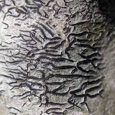 Attēlu rezultāti vaicājumam “Phaeographis dendritica”