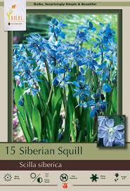 Attēlu rezultāti vaicājumam “Scilla siberica”