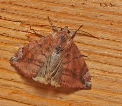 Attēlu rezultāti vaicājumam “Cosmia pyralina”