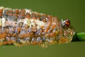 Attēlu rezultāti vaicājumam “Syrphus sp. imago”