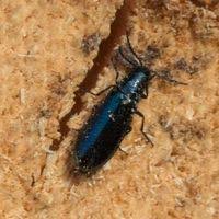 Attēlu rezultāti vaicājumam “Dasytes caeruleus”