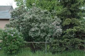 Attēlu rezultāti vaicājumam “Lonicera tatarica”