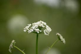 Attēlu rezultāti vaicājumam “Pimpinella saxifraga flower”