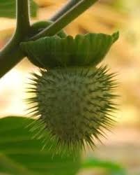 Attēlu rezultāti vaicājumam “Datura stramonium fruit”