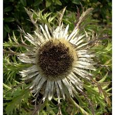 Image result for Silberdistel