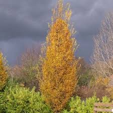 Attēlu rezultāti vaicājumam “Carpinus betulus”