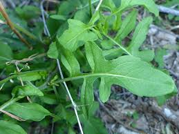 Attēlu rezultāti vaicājumam “Sisymbrium volgense leaf”