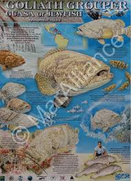 Image result for Epinephelus itajara