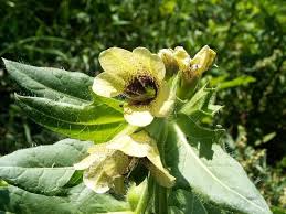 Attēlu rezultāti vaicājumam “Hyoscyamus niger flower”