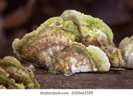 Attēlu rezultāti vaicājumam “Cerrena unicolor”