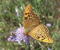 Attēlu rezultāti vaicājumam “Nymphalis polychloros upperside”